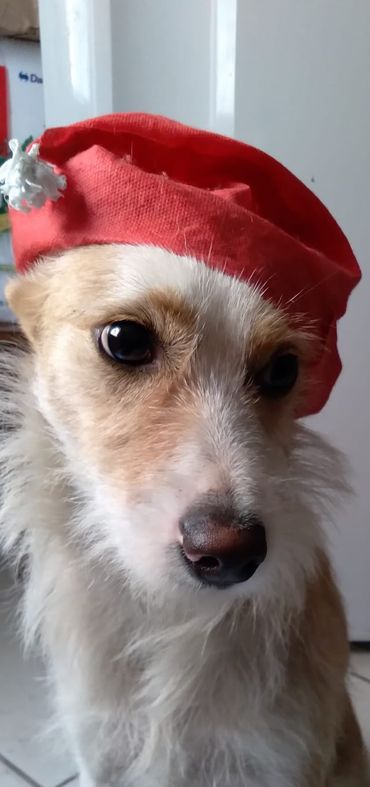 Adorable Dog's Love For Homeless Man Who Visits Her Every Day Is Heartwarming!