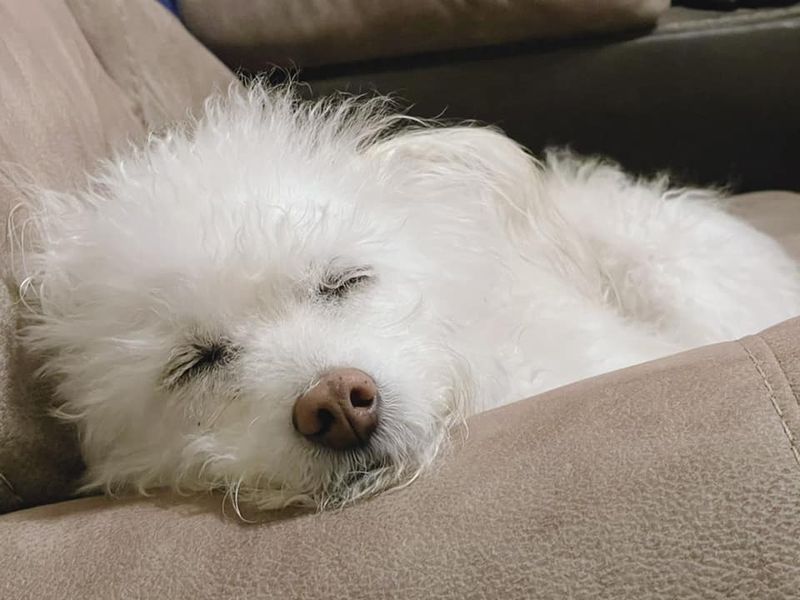 How This Shy Dog Defended Her Home From A 'Scary' Bobcat