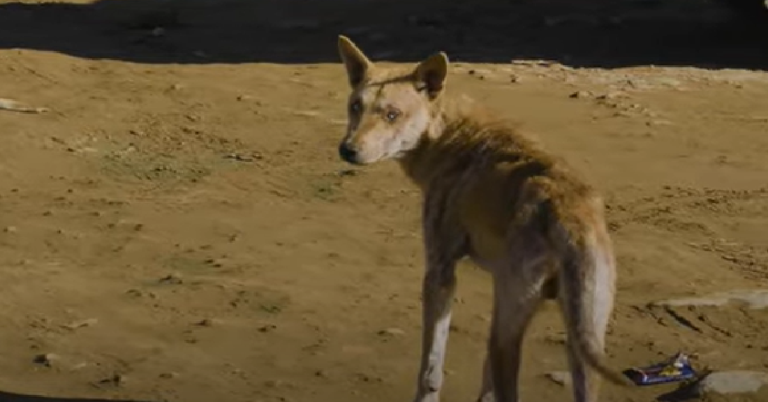 Dog's Family Abandons Him After He Got Mange