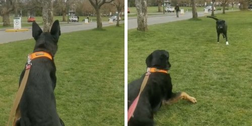 Dog Recognises Long-lost Friend From A Distance Despite Having Not Seen Each Other In Months