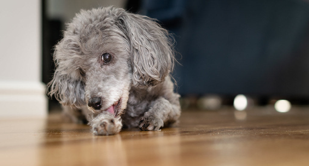 5 Reasons Why Your Dog Licks Their Paws