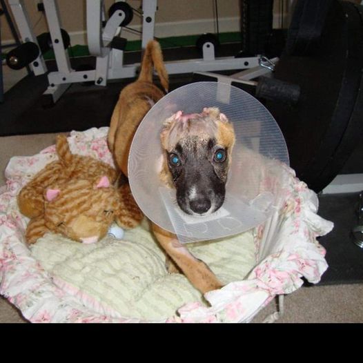 Abused Dog That Inspired Susie's Law Passes Away