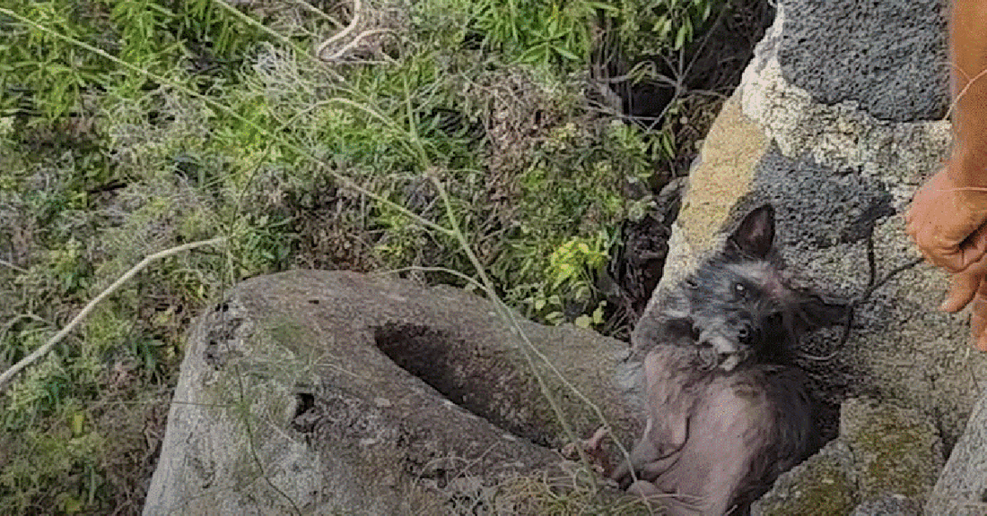 Terrified Mama Dog And Her Puppies Rescued From A Mountain