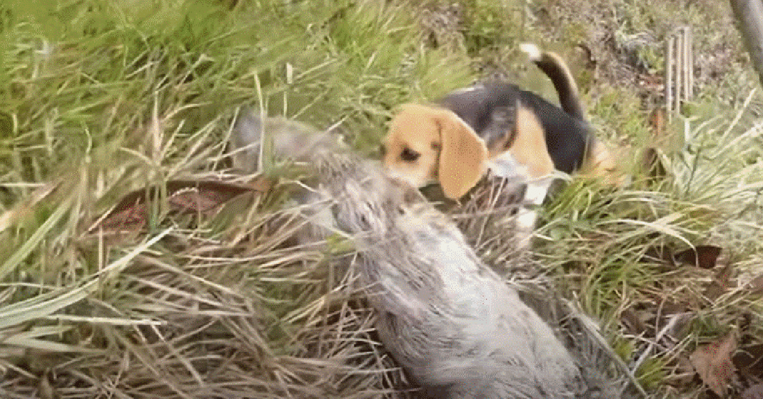 Wild Sloth And Beagle Form Inseparable Friendship