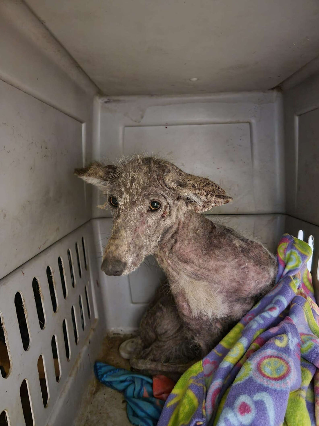 DNA Test Reveals Mystery Animal Found Outside Woman's House