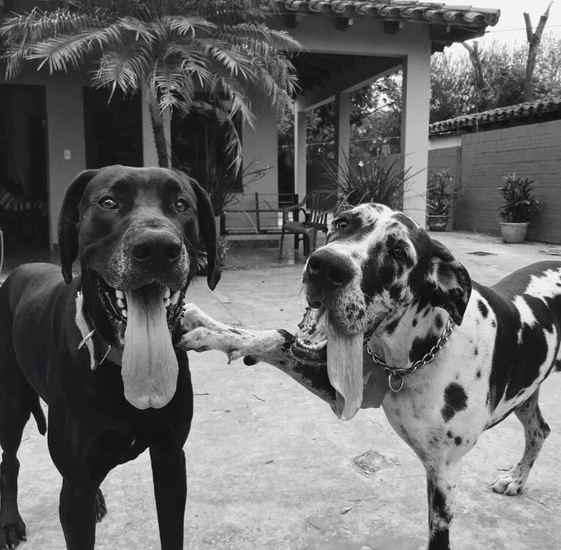 This Dog's Final Act of Love for Best Friend is Making People Cry