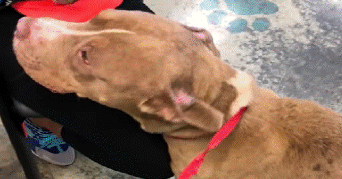 Man Saves Pitbull From Euthanasia While On A Road Trip With His Dog