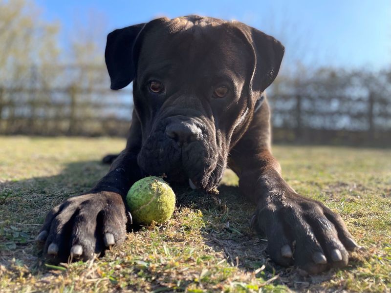 Giant Shelter Dog Finds The Perfect Home Right Before Christmas!
