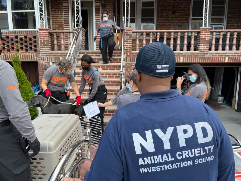 21 Puppies And Dogs Rescued From Horrible Living Conditions In NYC Apartment