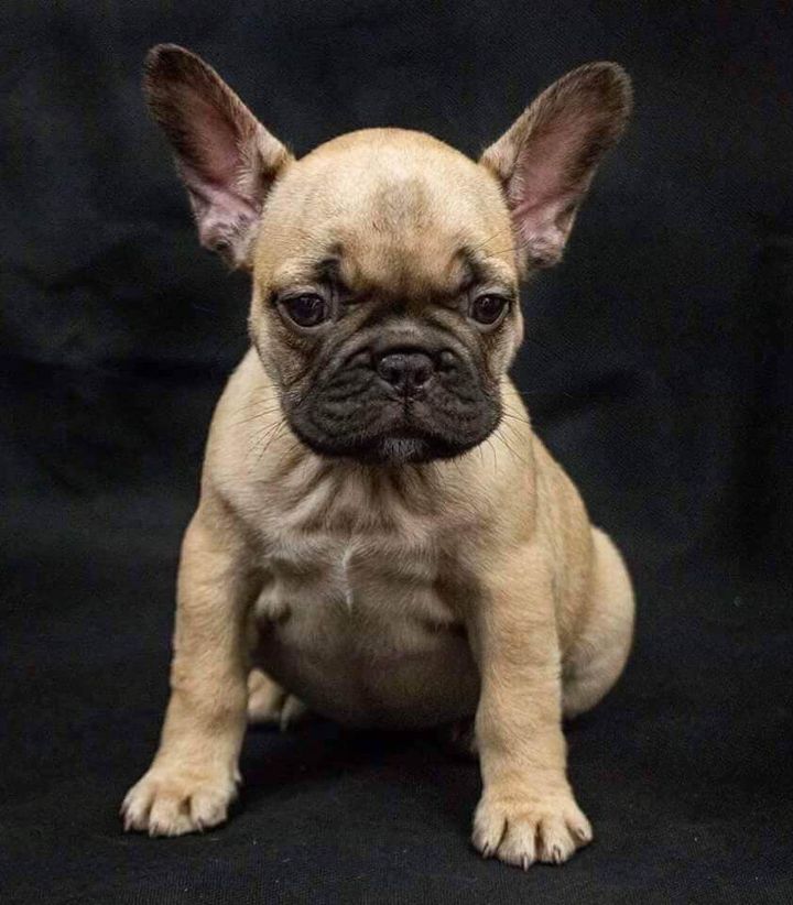 Stolen Dog Reunited With Family After 5 Long Years