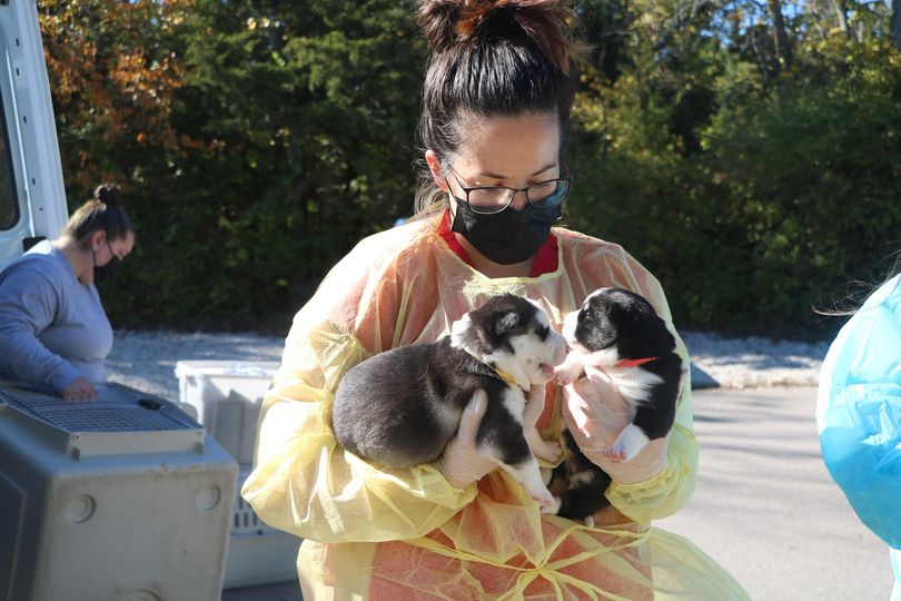 Over 500 Dogs And Puppies Rescued From Nightmare Puppy Mill In Iowa