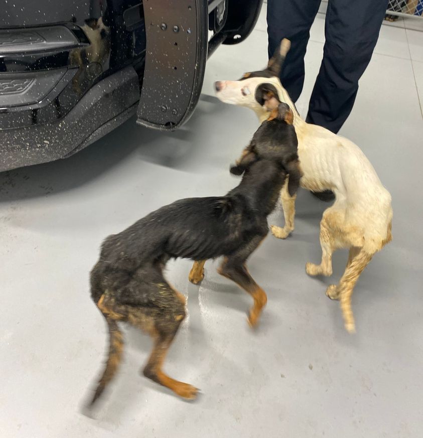 $15K Reward For Helping Authorities Catch Monster Who Left Two Abused Dogs On The Road