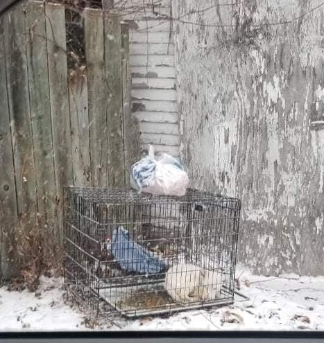 Dog Left To Die In Bitter Cold Finds A Second Chance To Love And Life