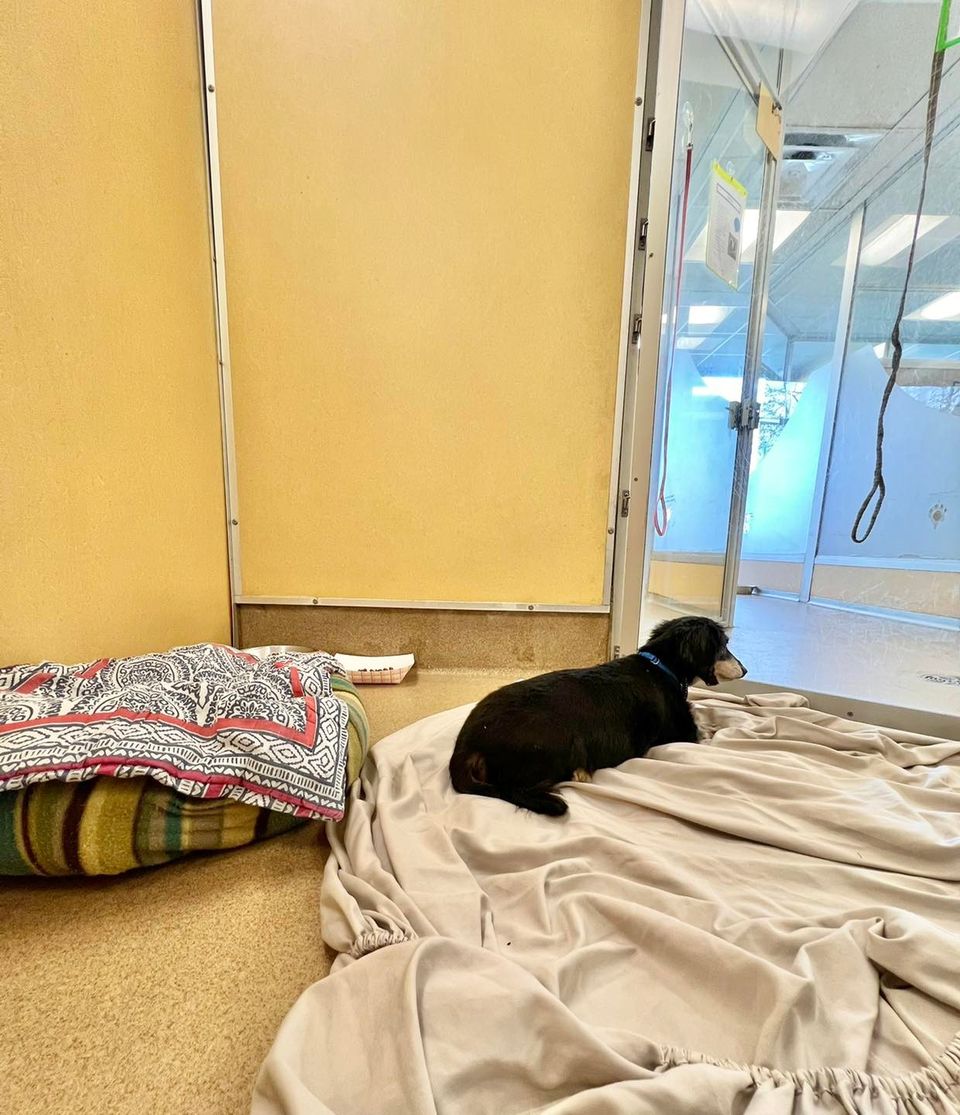 Senior Pup Grieving His Parent Finds A New Home