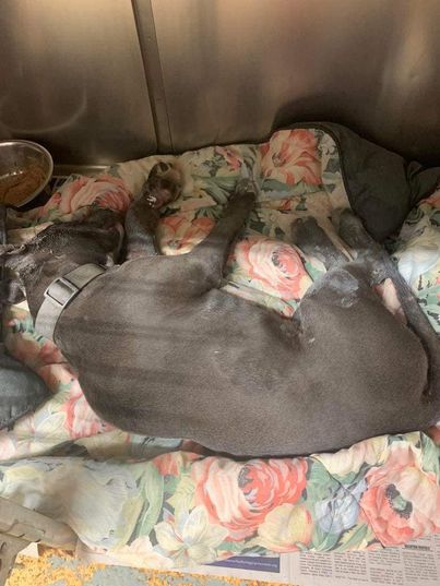 Monster Brutally Nailed Puppy To Bathroom Door And Left Him Hanging