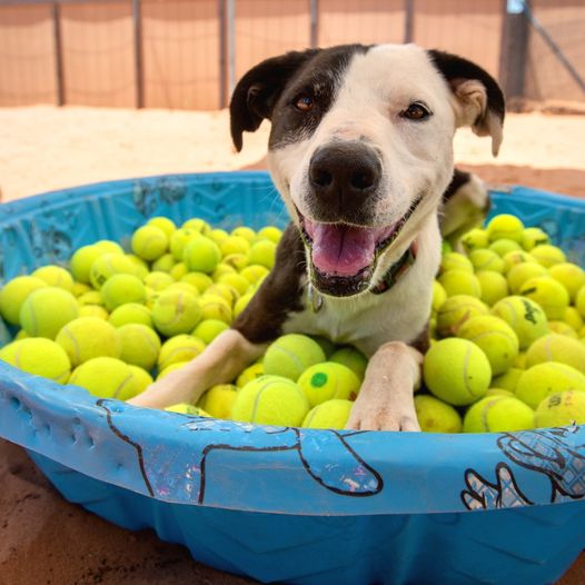 Shelter Dog Gets Adopted After Waiting For 10 Years