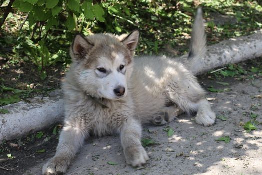 Firefighters In Ukraine Rescue Puppy From War-Torn Street