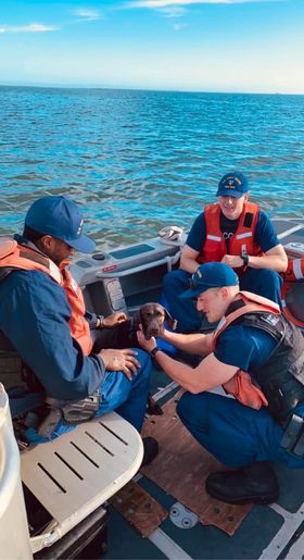 Dog Falls Into Lagoon While Enjoying A Boat Trip With Family