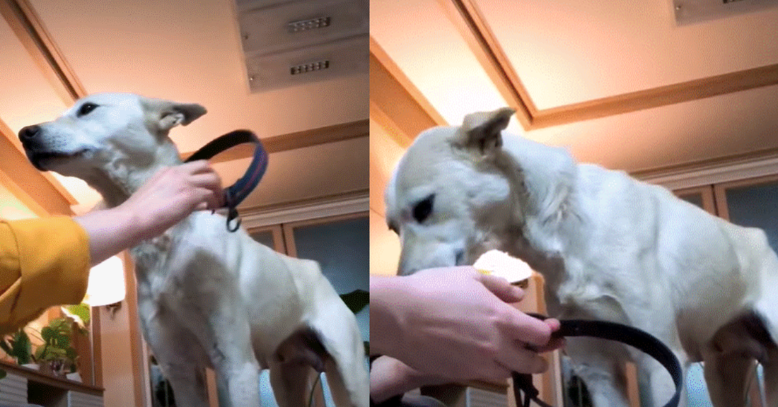 Terrified Rescue Dog Adopted By Foster Parents Who Fell In Love With Her