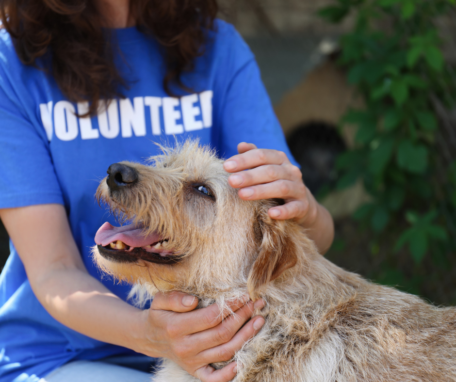 5 Things Animal Shelters Wish You Knew: Insights from the Frontlines of Animal Rescue