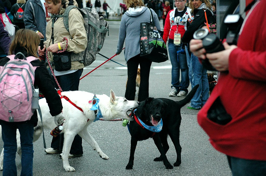 The Causes and Prevention of Dog Aggressive Behavior Towards Other Dogs