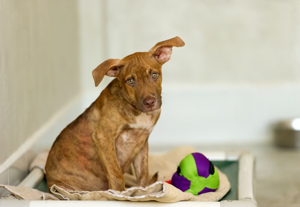 Jenny’s Journey: From Abandonment to a Forever Home Filled with Love