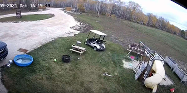For The Sake Of Thrill, Dog Crashes Golf Cart Into A Truck!