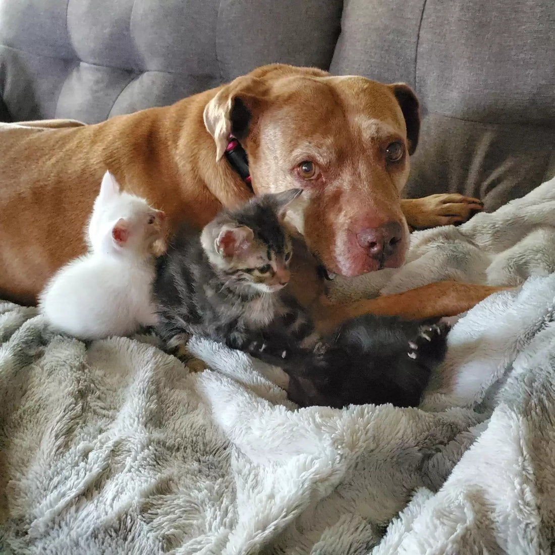 Woman Finds Her Senior Dog Befriending A Stray Cat!