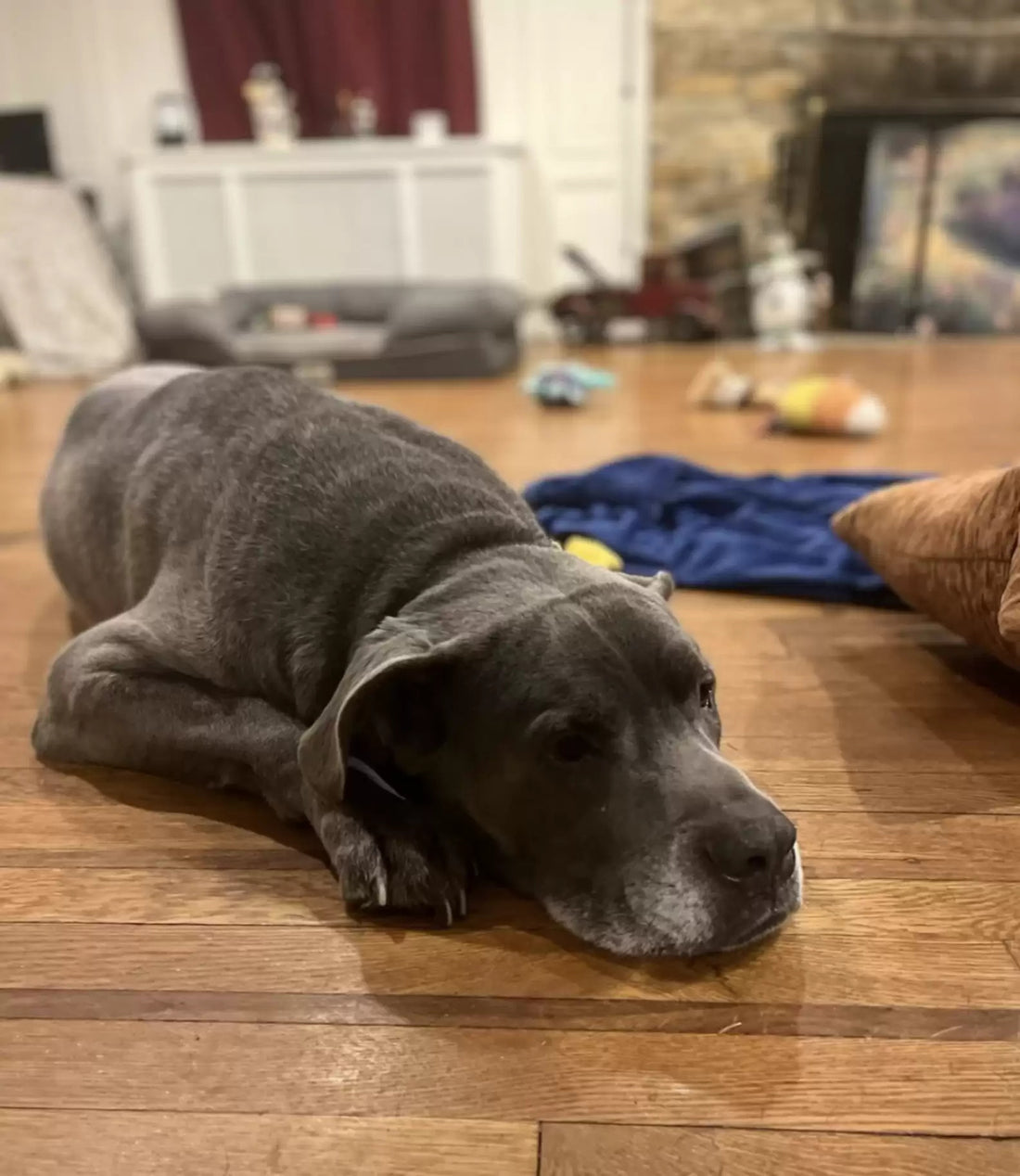 Dog Heartbroken After His Dad Is Left With No Choice But To Leave Him At Shelter