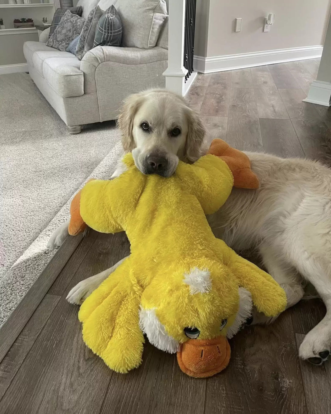 Dog Gets Surprise Of His Life As Parent Dresses Up As His Favorite Toy!