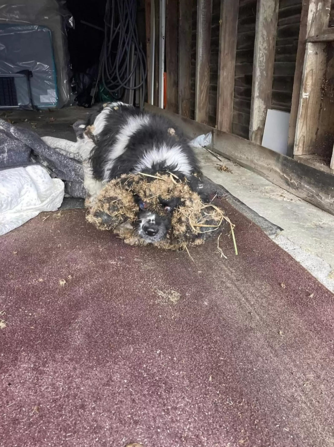 Groomer Helps Matted Dog She Saw On Her Facebook Feed