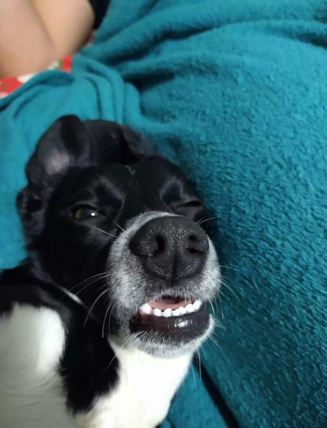 Smart Pup Turns Off Parents' Alarm To Prevent Them From Going To Work!