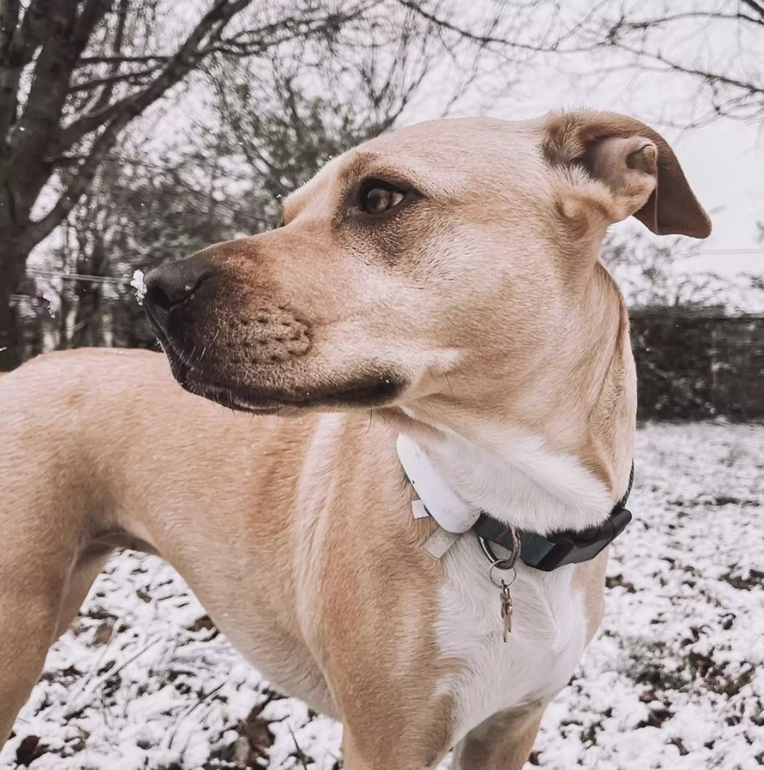 Dog Treated for Her Second Birthday By Family!