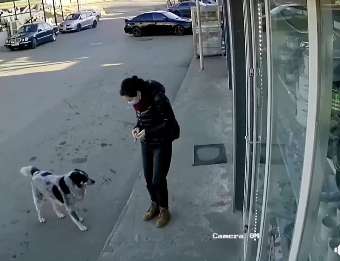 Wholesome Moment Caught On Camera Of Woman Befriending Stray Dogs!