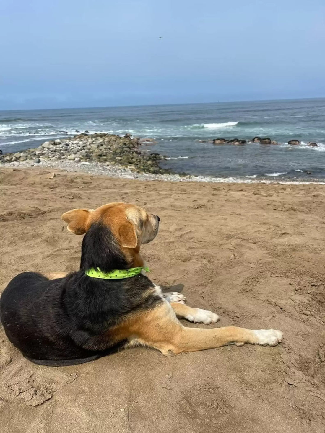 Woman At The Beach Comes Across A Dog Who Won't Stop Staring At The Sea