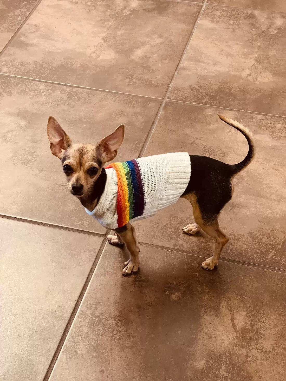 Little Dog Invents Flying Scrunchie Game After Finding It In Mom's Drawer!