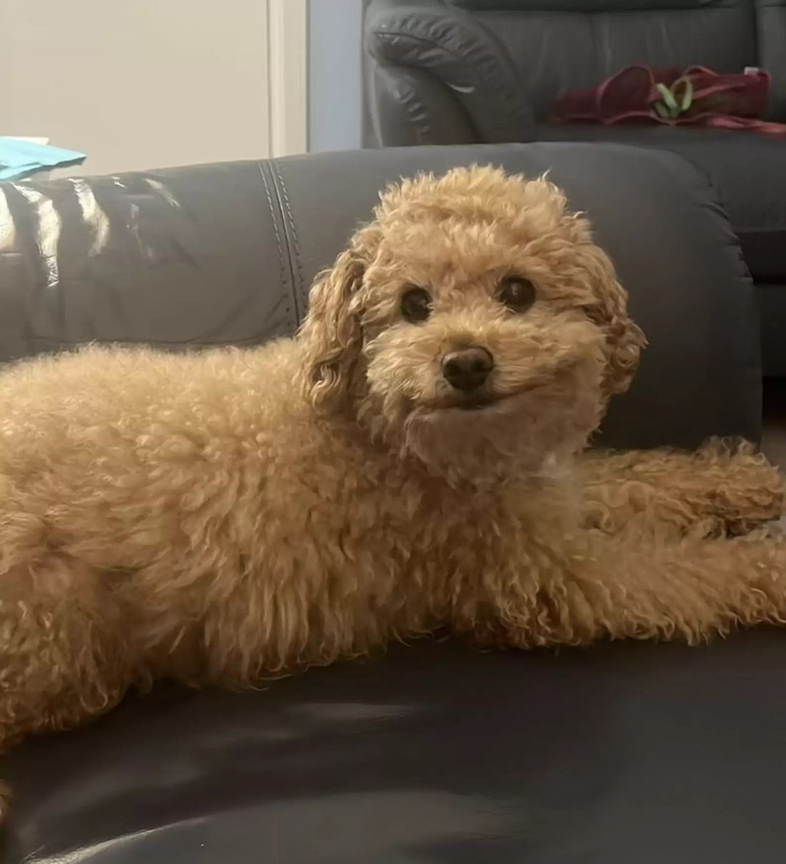 Adorable Dog's Family Made Him A Little Fence So He Could Look Outside!