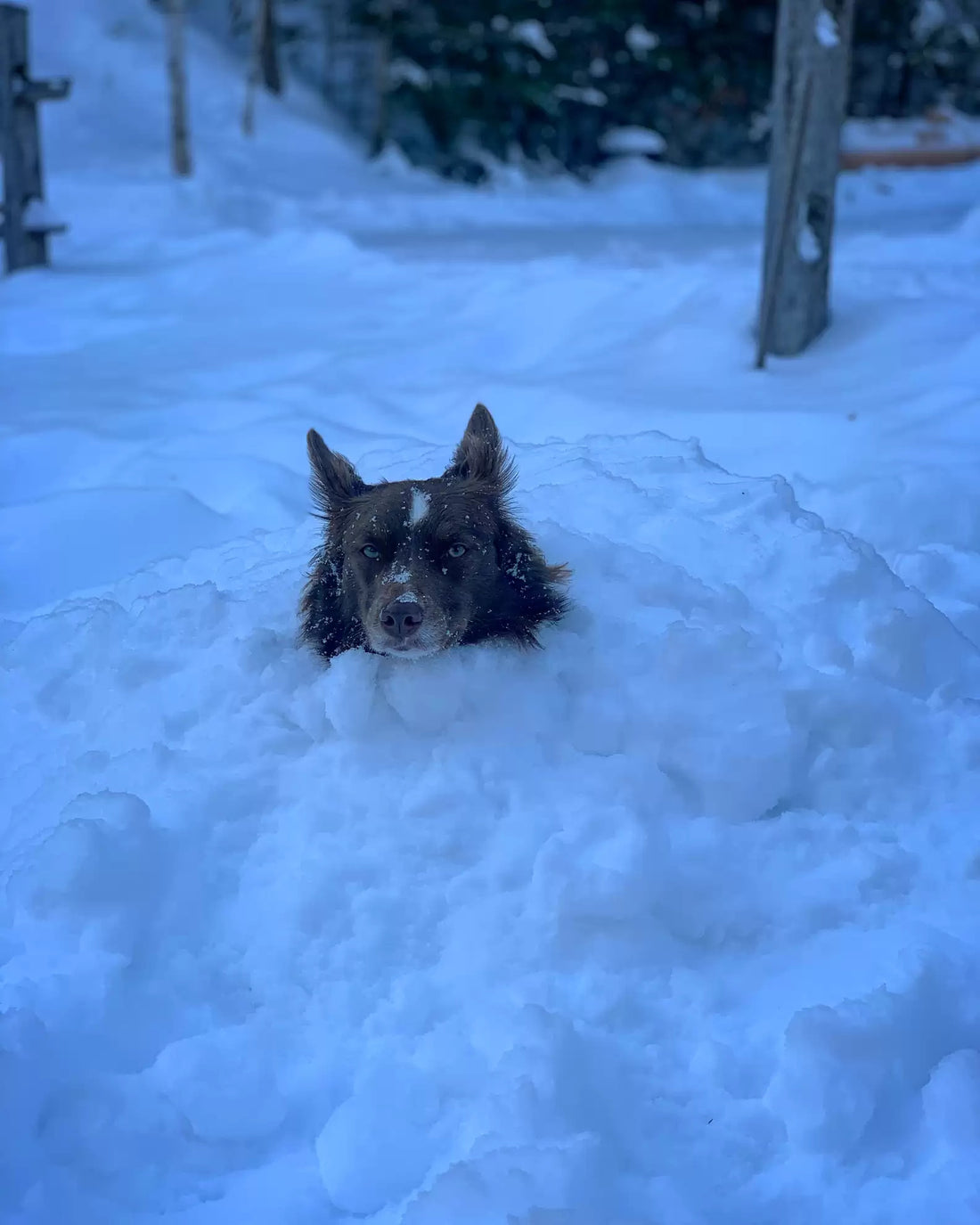 Dog Goes Crazy Over New Snow Goggles