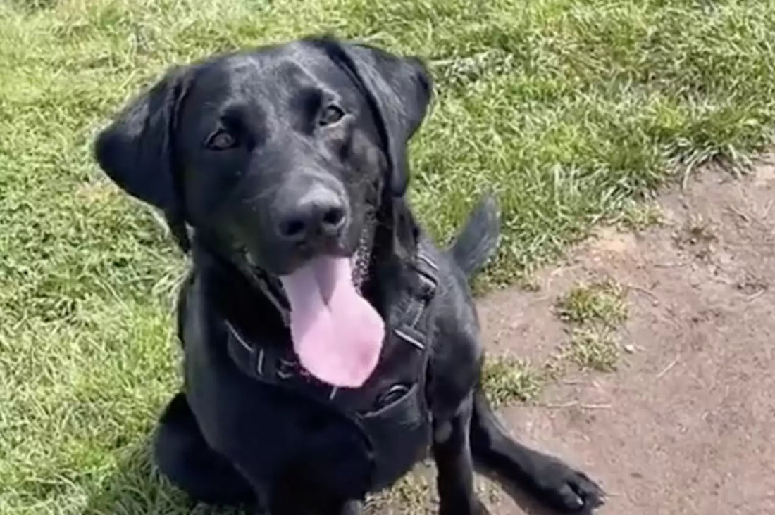 Neighbor Secretly Plays Fetch With Dog Through The Fence!