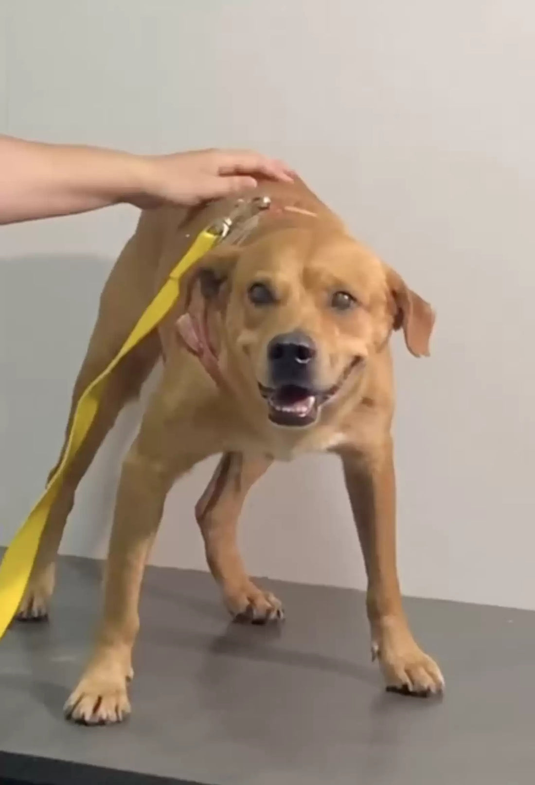 The Dog Trashes Veterinarian's Office After Waking Up And Finding That He Has Been Neutered!