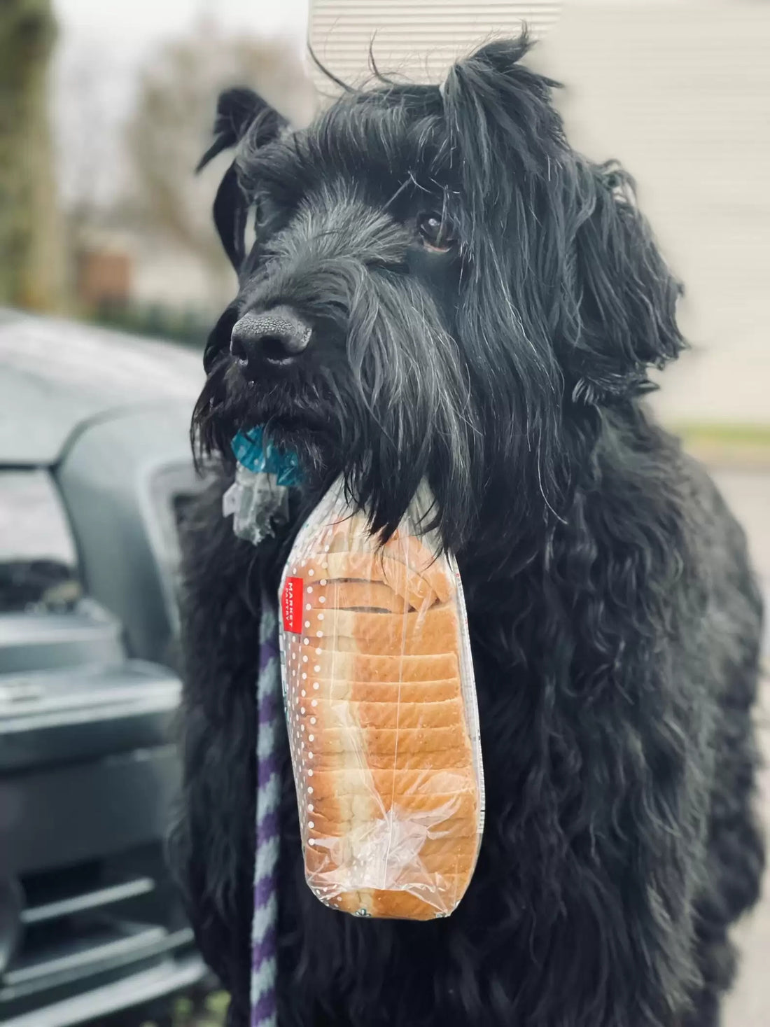 Dog Wouldn't Go On Walks Without Taking A Loaf Of Bread With Him!