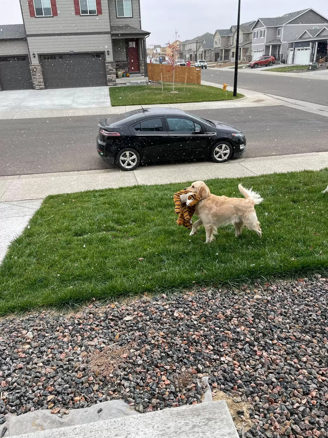 Golden Retriever Can’t Help But Show Off His Toy!