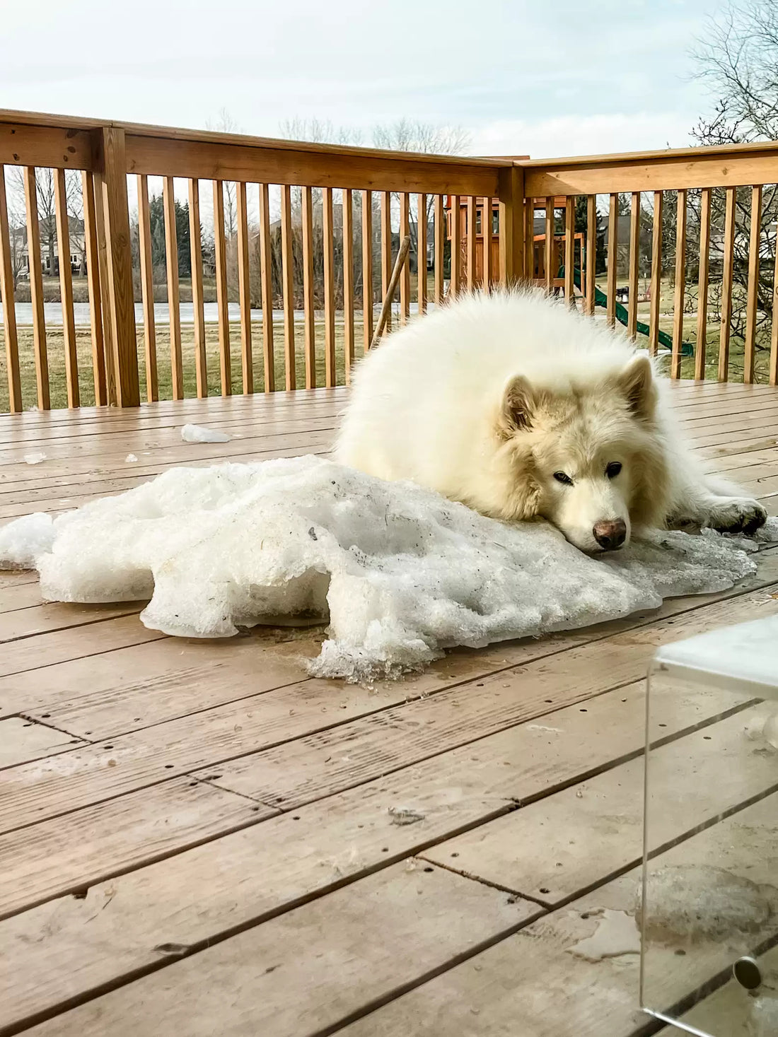 Adorable Pup Has A Special Way Of Saying Goodbye To The Last Snow Of The Season!