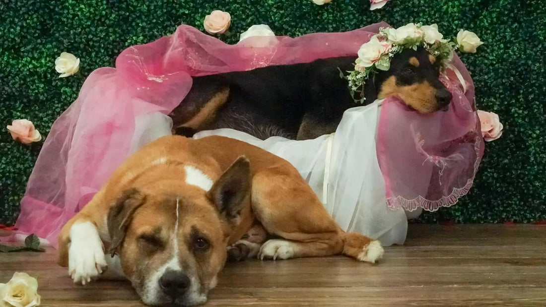 Dog Dad Interrupts Girlfriend's Maternity Shoot Just To Be With Her!