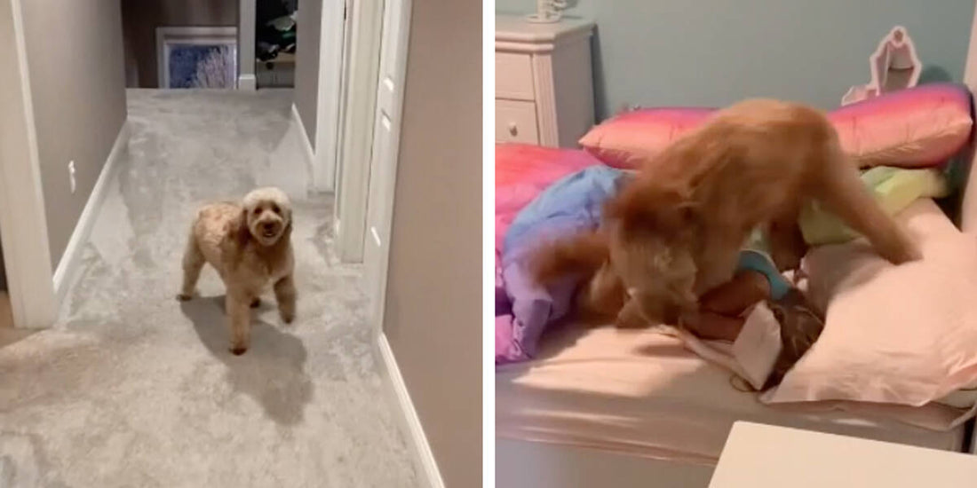 Adorable Pup Makes Sure Everyone Wakes Up With A Smile Every Morning!