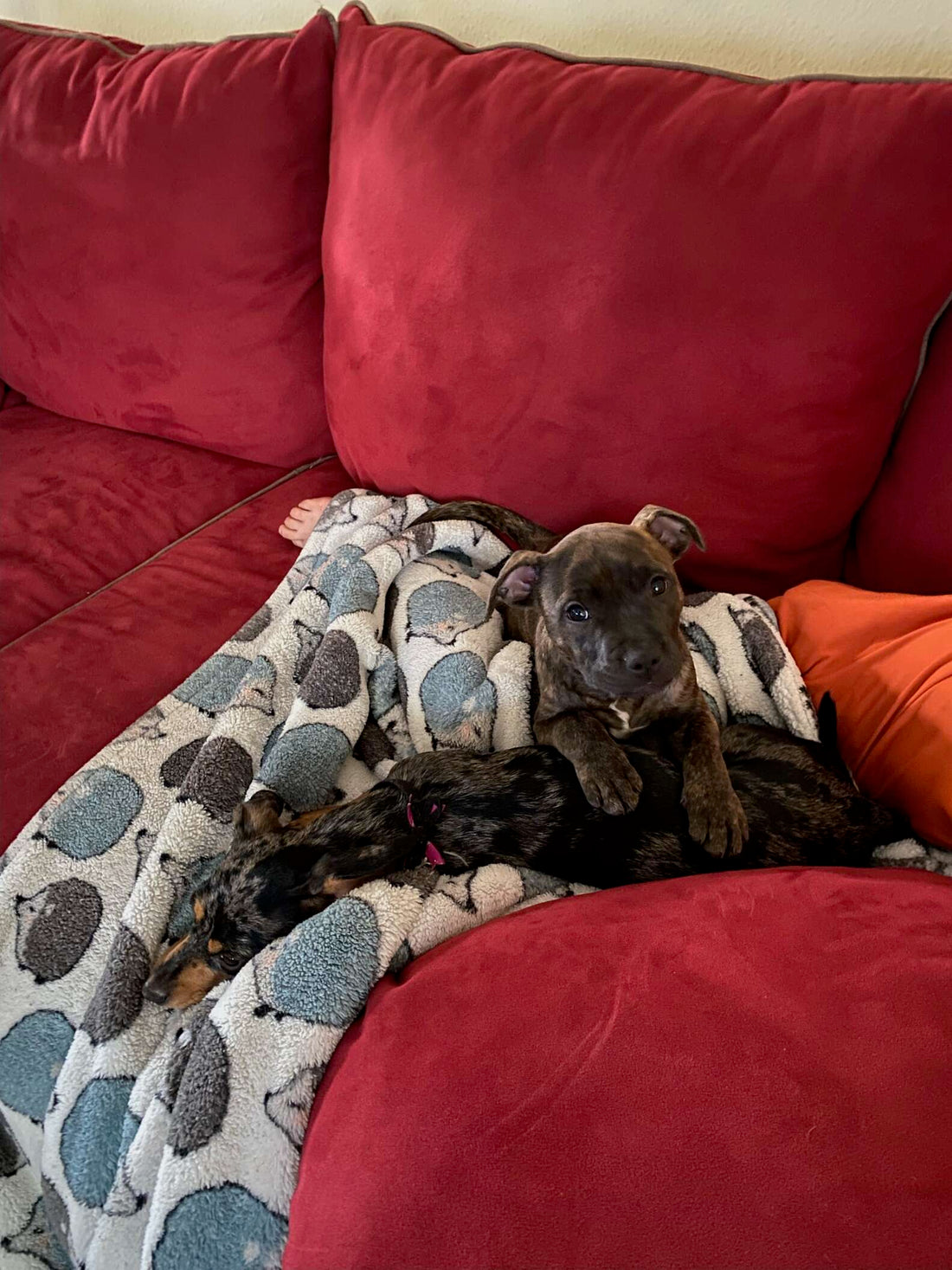 Tiny Puppy Hides In The Biggest Mess She Made That The Family's Ever Seen!