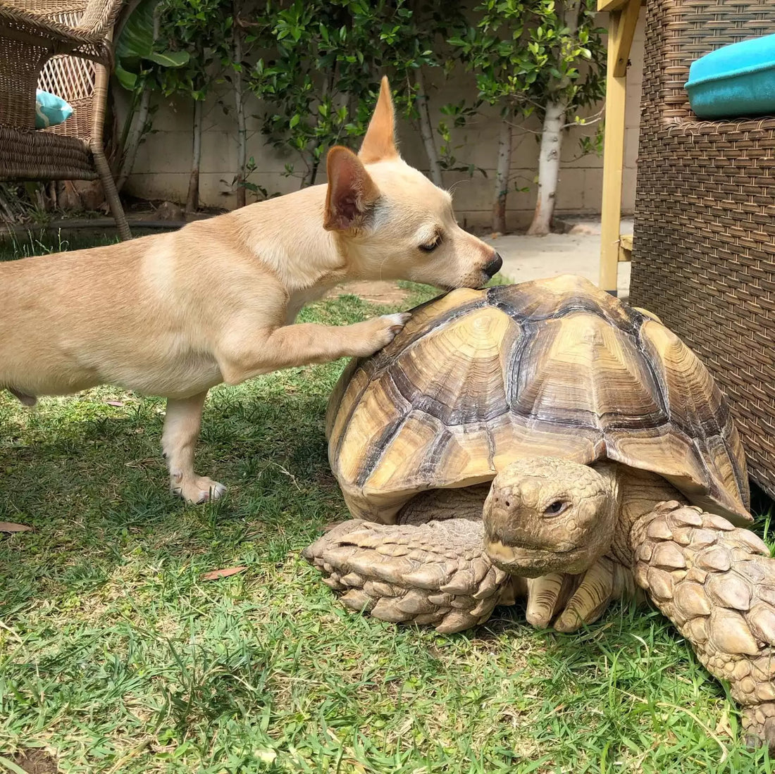 Dog And Tortoise Form An Inseparable Friendship