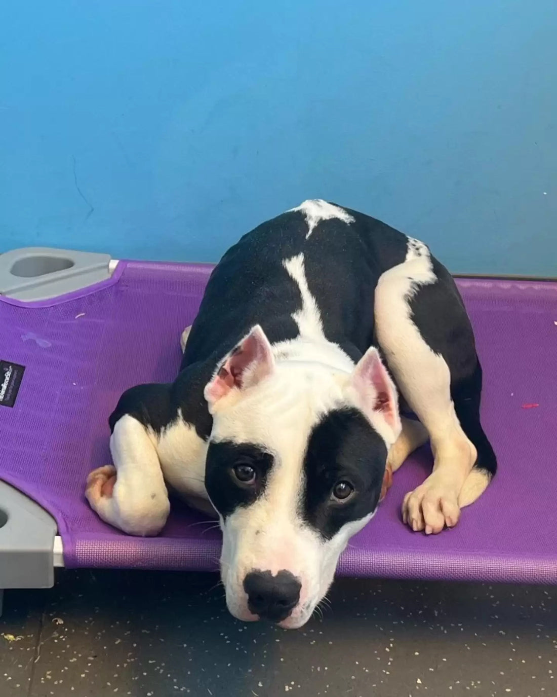 Shelter Dog Excited As He Reunites With His Lost Family
