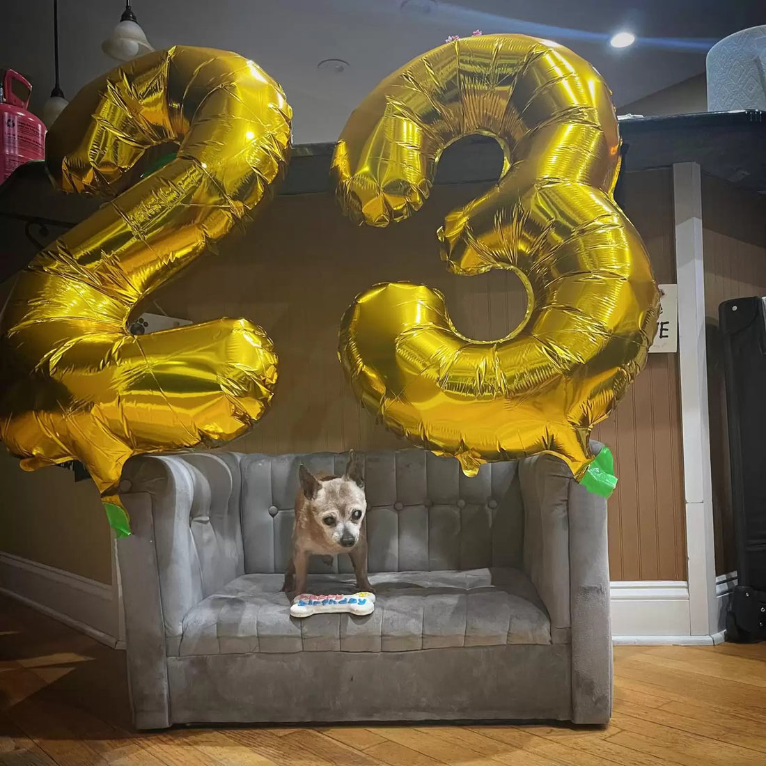 Rescue Throws A Surprise Birthday Party To Celebrate 23-year-old Chihuahua