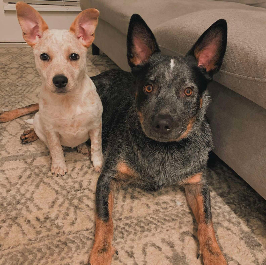 Adorable Deaf Puppy Invents A New Way Of Barking!